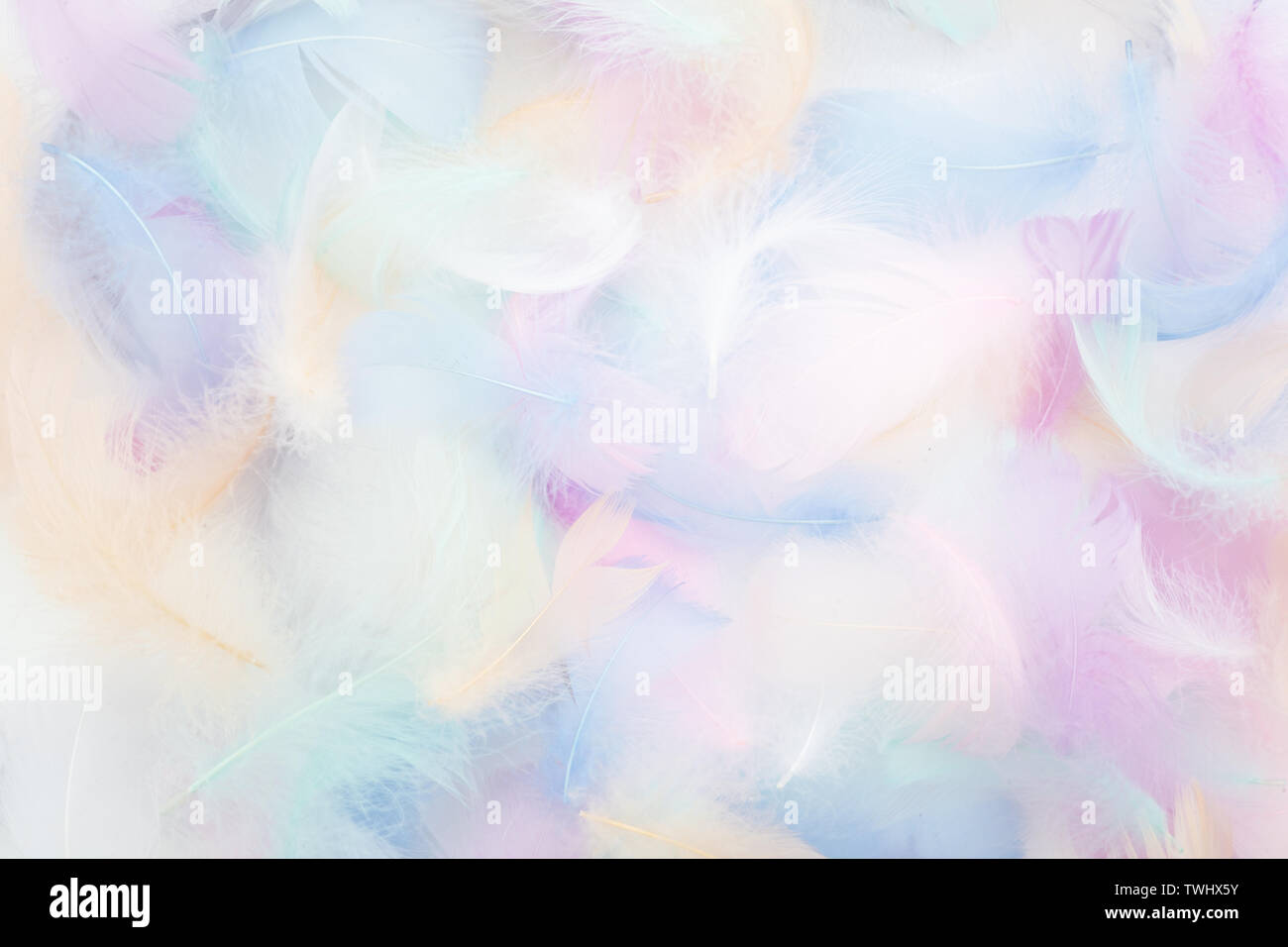 abstract nackground with soft colorfull feathers. Flat lay Stock Photo