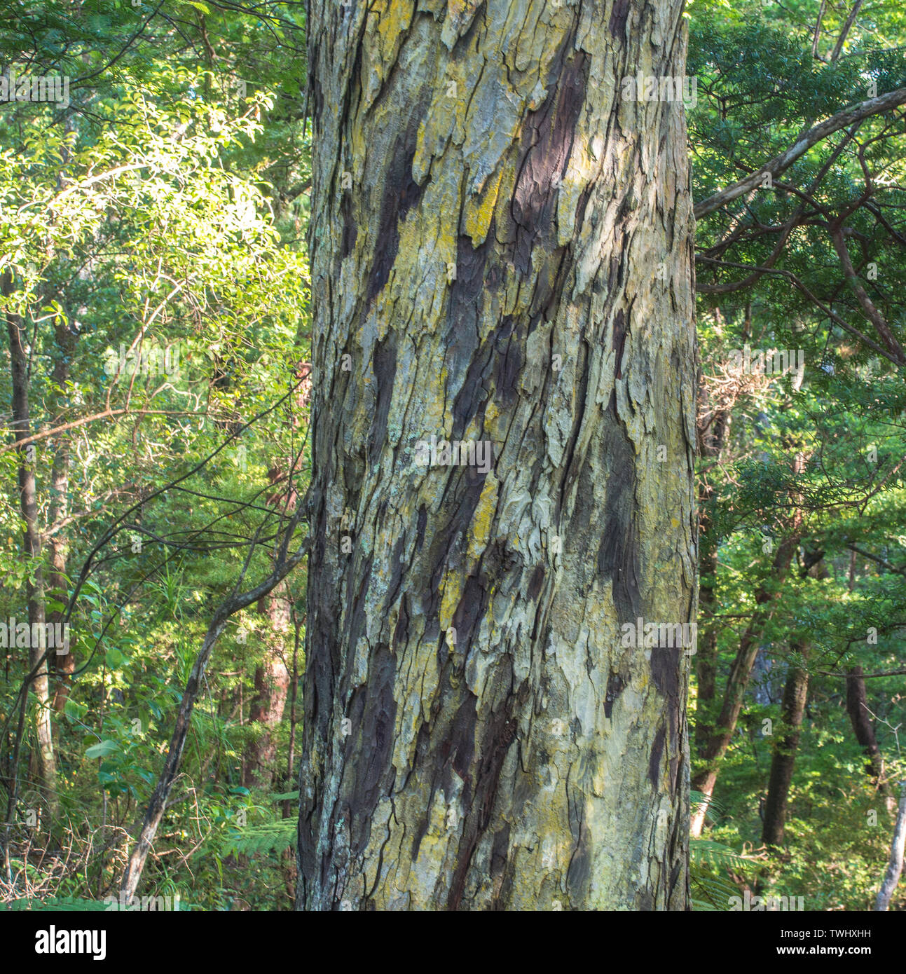 Rimu tree trunk, bark flakes with yellow lichen, Ulva Island, Rakiura Stewart Island, New Zealand Stock Photo