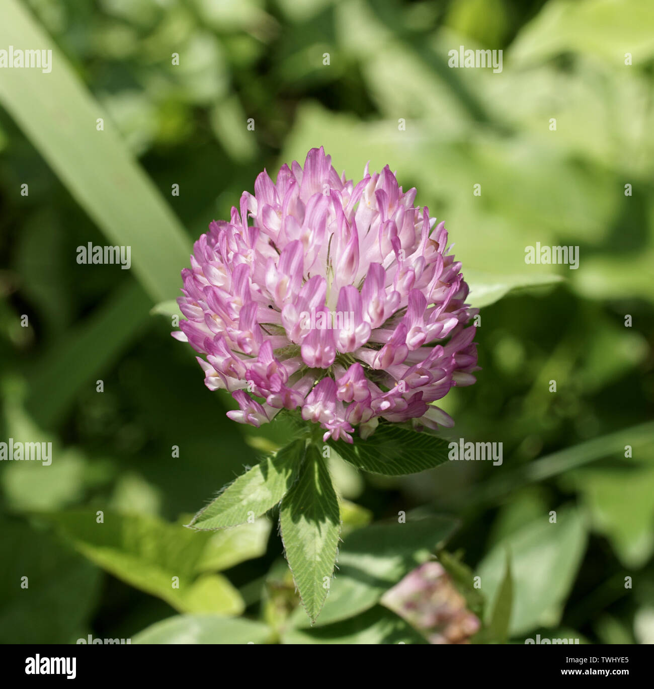 red clover in a field in the afternoon Stock Photo