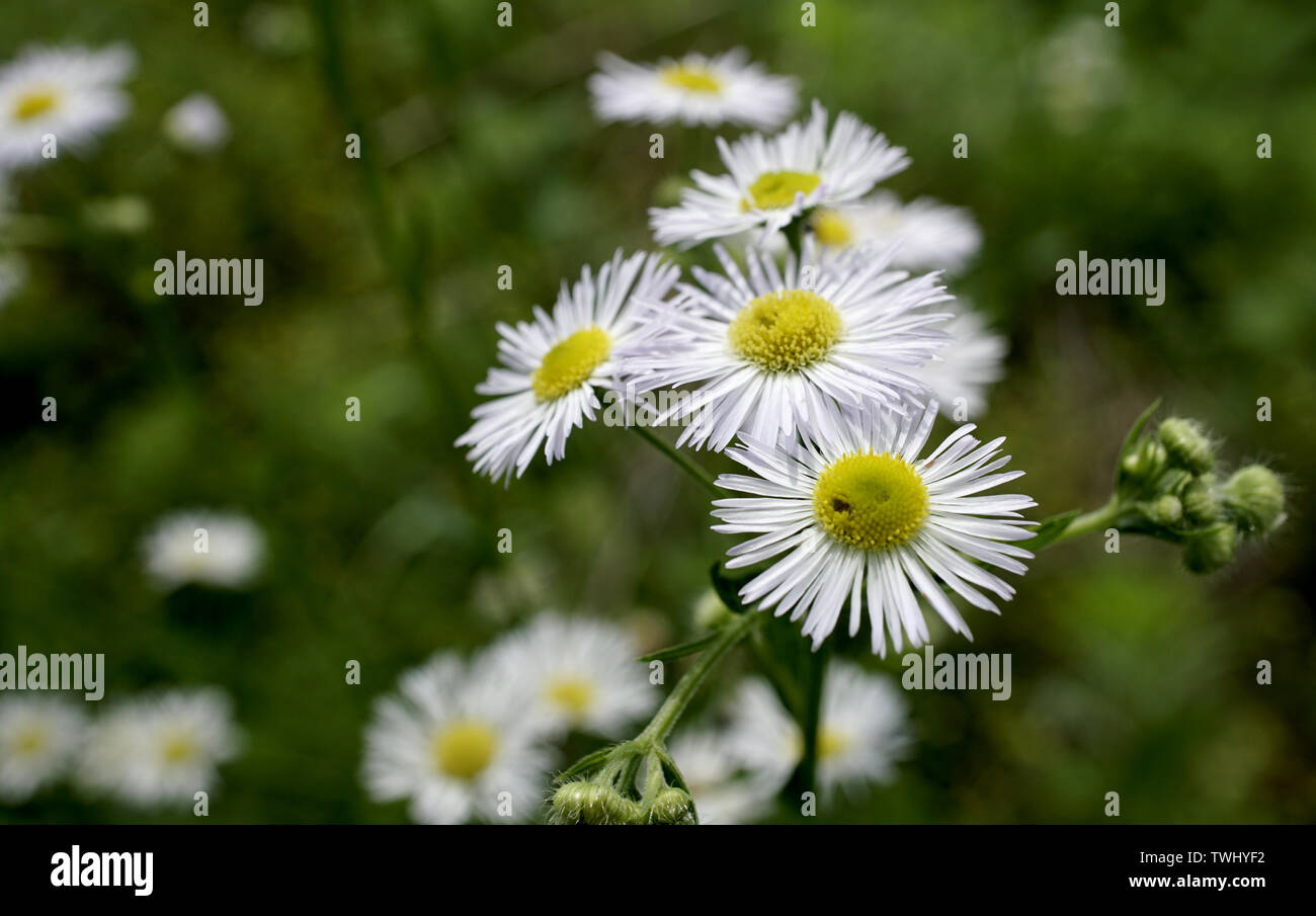 white wildflowers in the afternoon Stock Photo