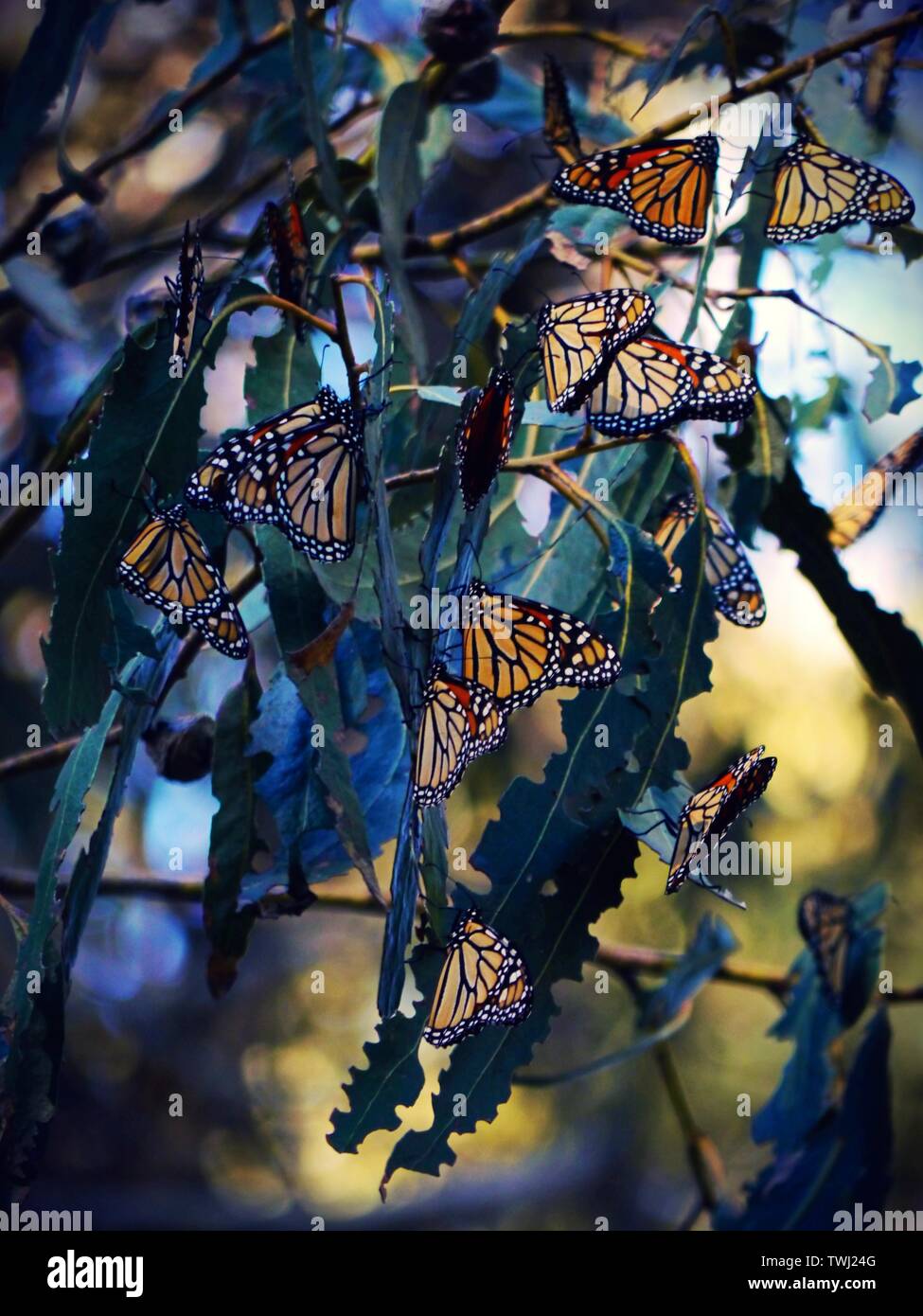 Monarch Butterfly Migration, Pismo California United States Stock Photo