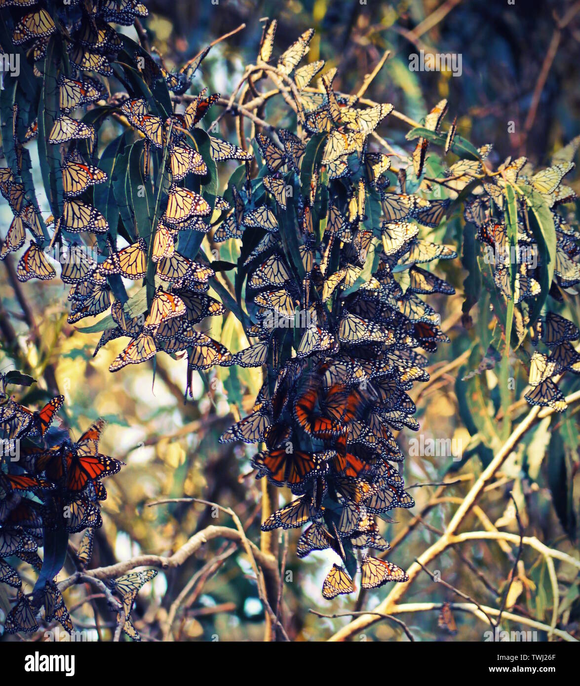 Monarch Butterfly Migration, Pismo California United States Stock Photo