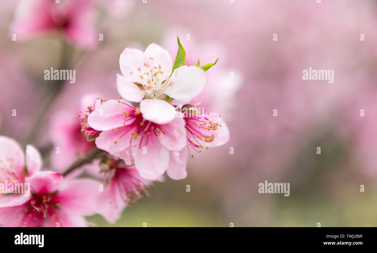 Peach blossoms open in spring Stock Photo - Alamy