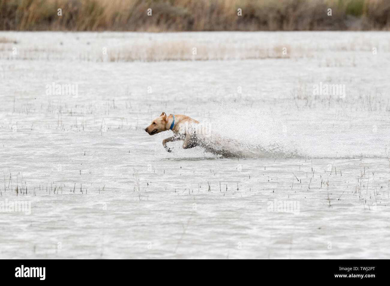 Yellow Labrador Retriever running through the water at a hunt test Stock Photo