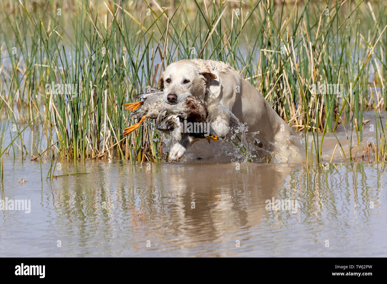 Labrador Retriever in the water retrieving a duck during a test Stock Photo
