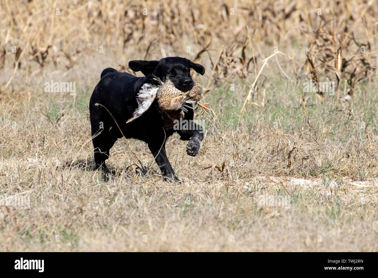 Labrador retriever with a duck during a field duck retrieving test Stock Photo