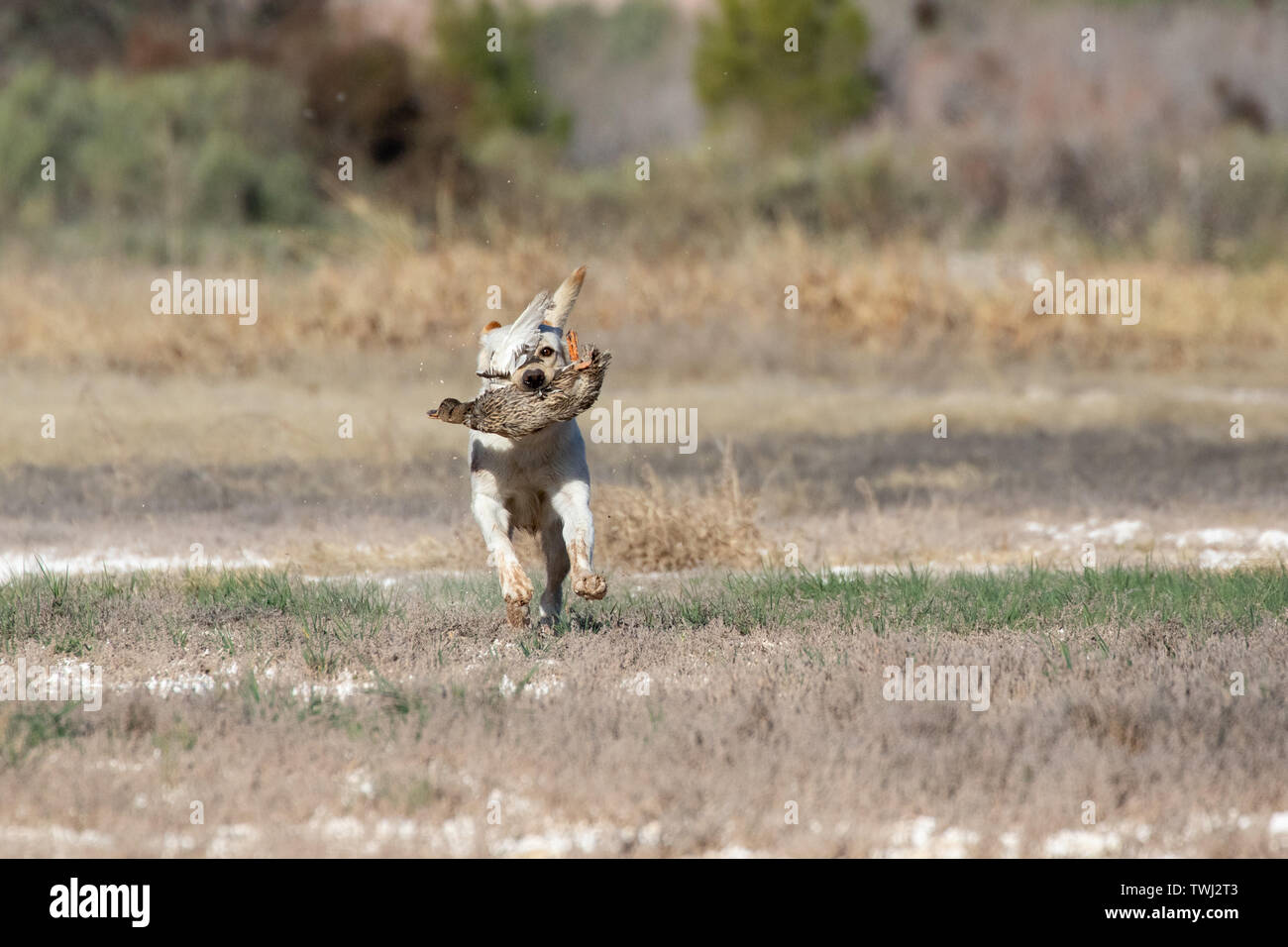 Yellow lab with a duck during a hunt field retrieving test Stock Photo