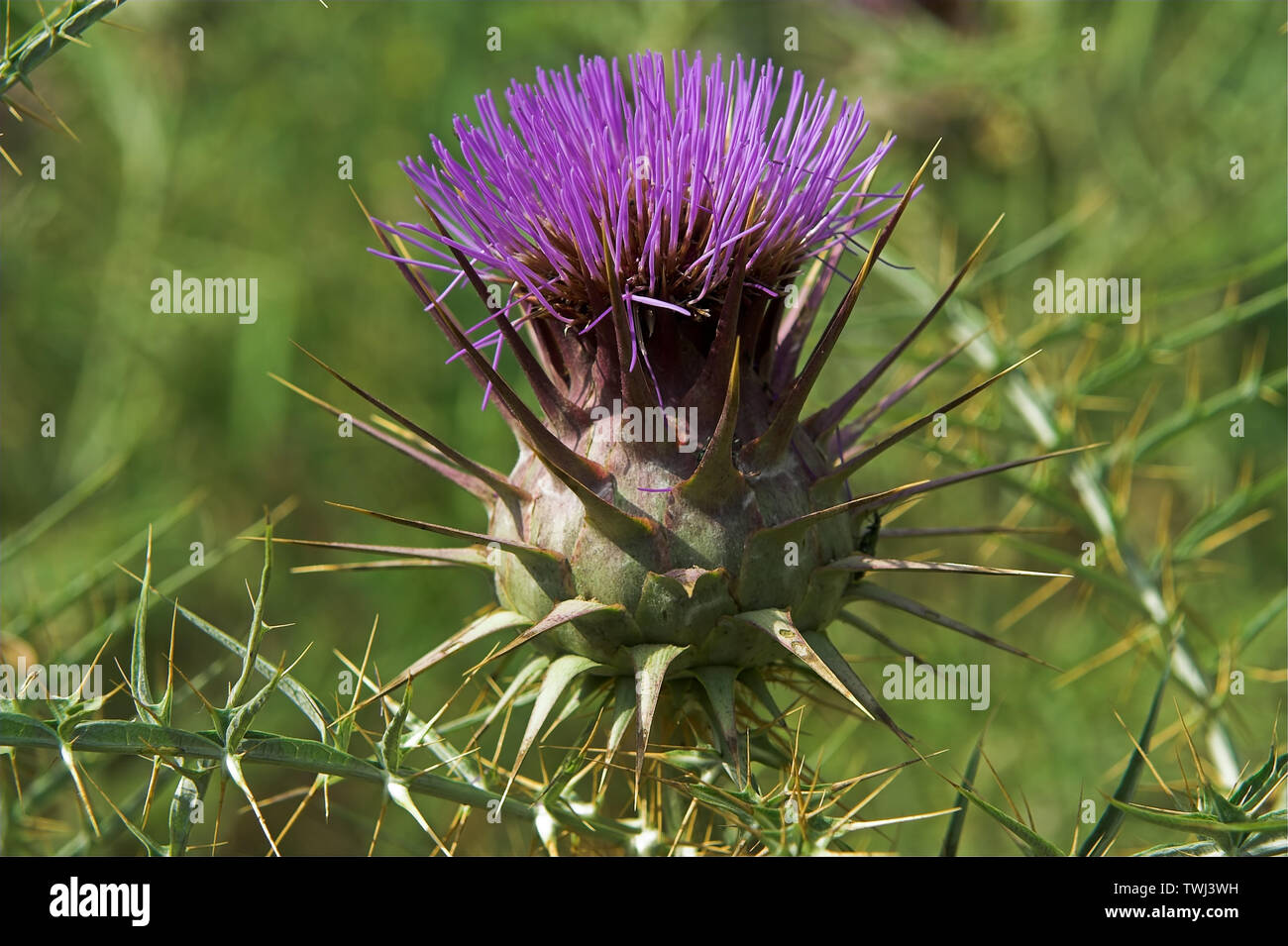Carduus L. Oset, Ringdisteln, A prickly plant in closeup, Eine stachelige  Pflanze in Nahaufnahme, Spikes and needles, Spikes und Nadeln. Macro, zoom  Stock Photo - Alamy