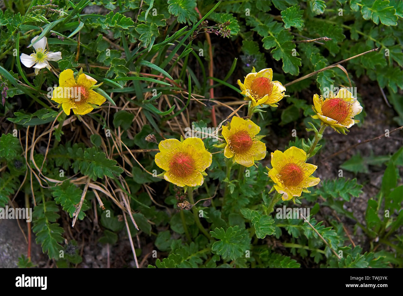 mammillaria pink flowers Mammillaria spinosissima Cylindrical Pin Cushion Cactus Pink Flowers 50 main image 0