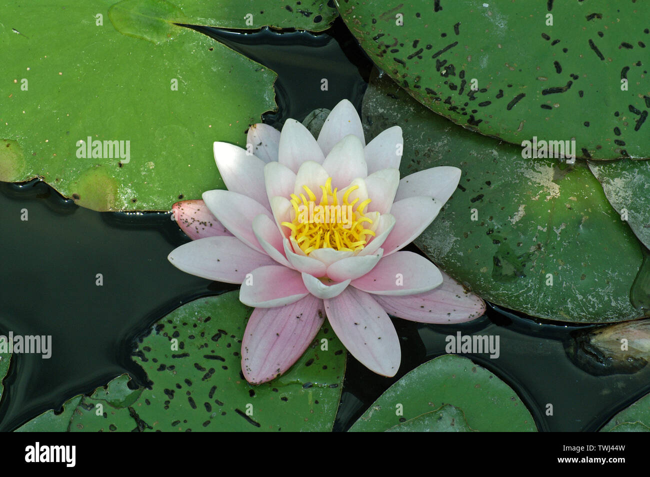 Nymphaea, water lily, nenuphar, Seerose weiß, Grzybienie białe, nenufary, lilie wodne; 睡蓮白 Stock Photo
