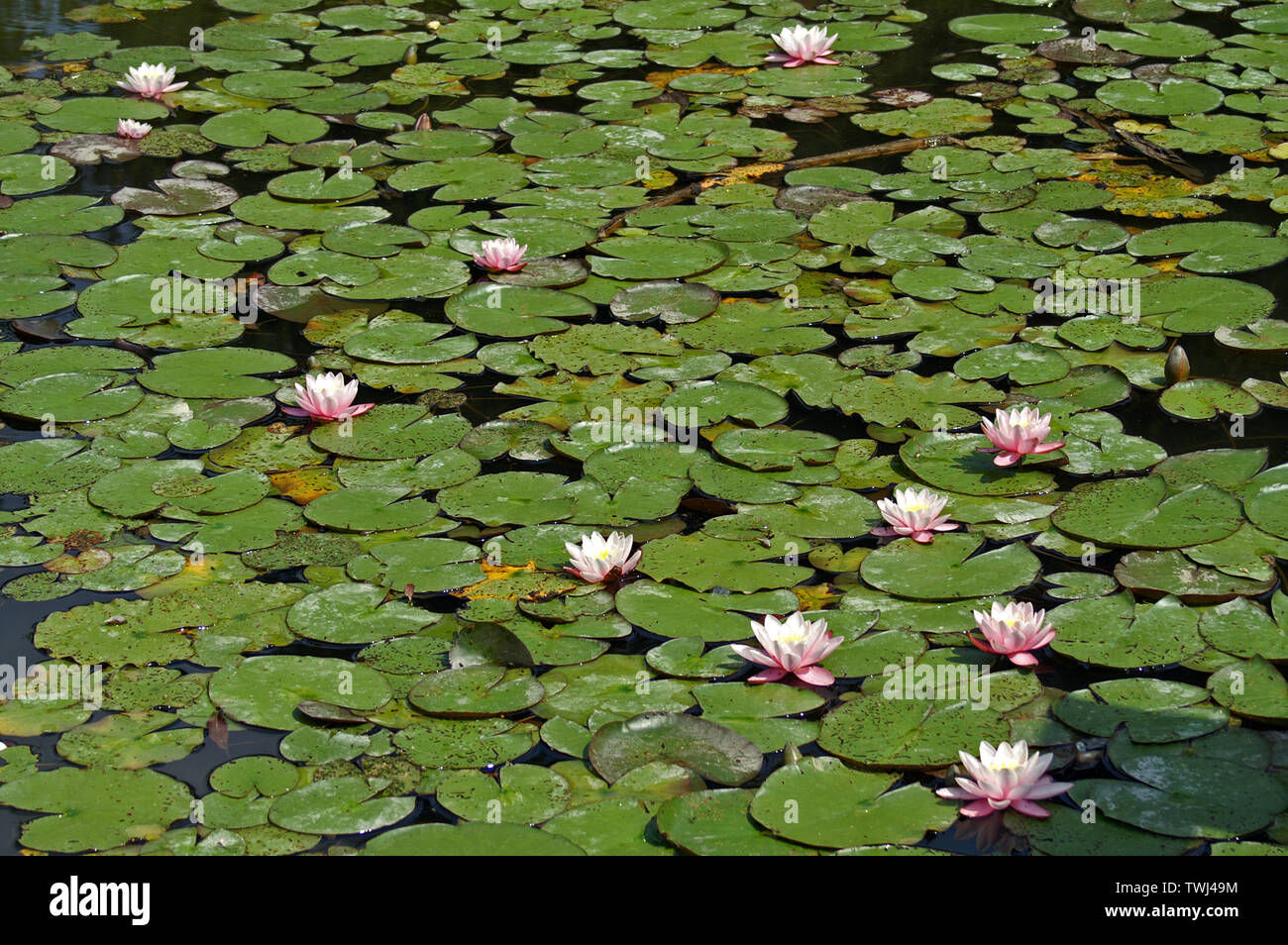 Nymphaea, water lily, nenuphar, Seerose weiß, Grzybienie białe, nenufary, lilie wodne; 睡蓮白 Stock Photo