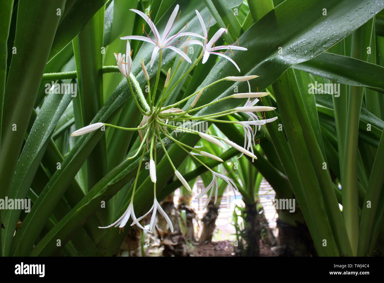 Macro/Close up of Hawaiian Spider Lily Stock Photo