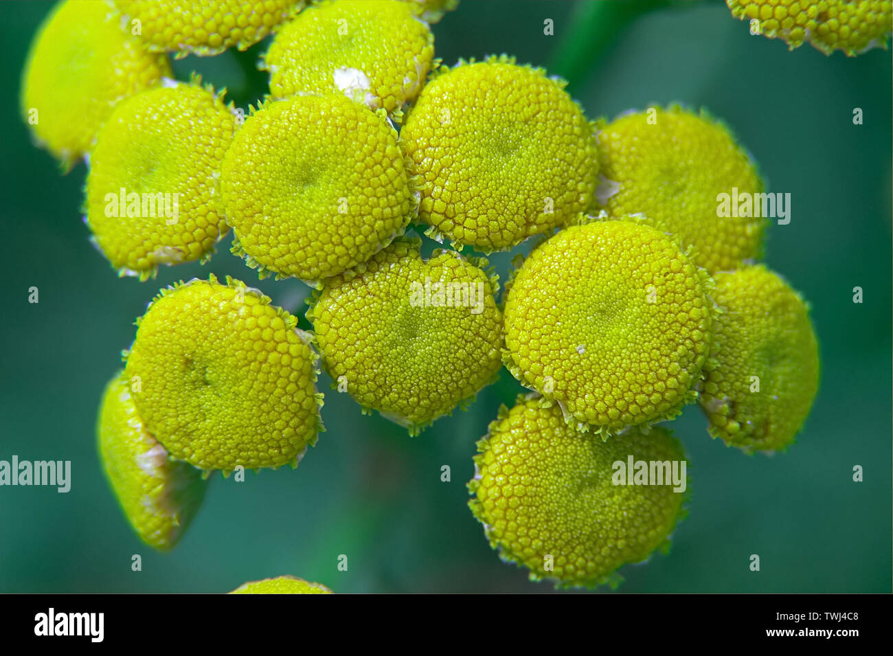 Tanacetum vulgare L. Wrotycz pospolity - kwiatostan; Tansy - inflorescence; Rainfarn - Blütenstand. Macro. Zoom. Stock Photo