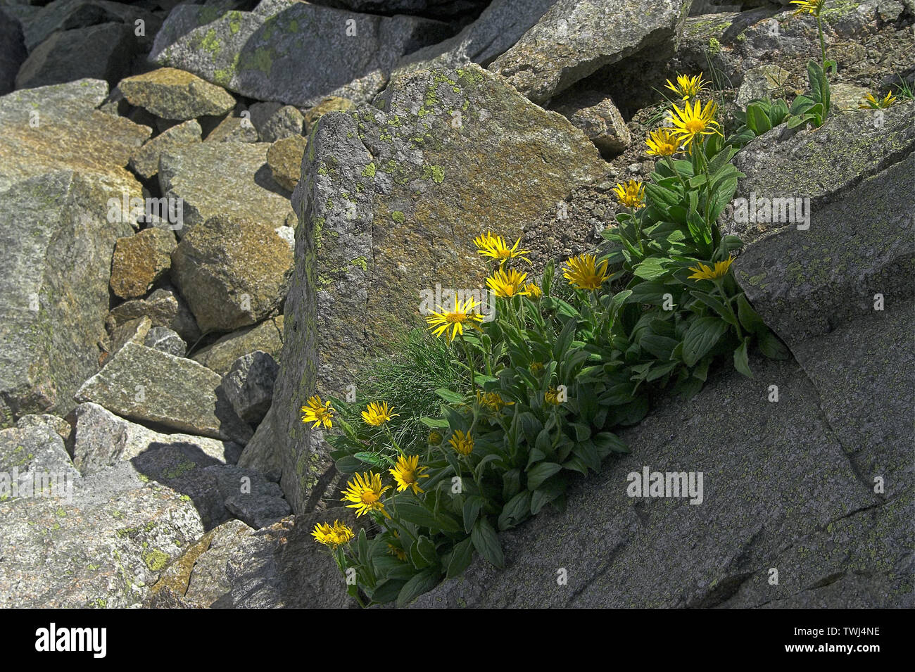 Omieg kozłowiec (Doronicum clusii (All.)); Clusius-Gämswurz, Zottige Gämswurz. Asteraceae. Tatry. Tatra flora. 塔特拉菌群 Stock Photo
