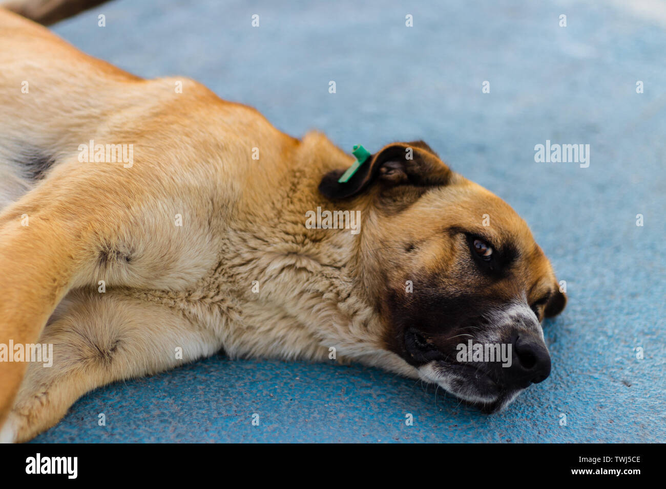 a cute and big sivas kangal dog laying on the floor - looking at camera. photo has taken at izmir/turkey. Stock Photo