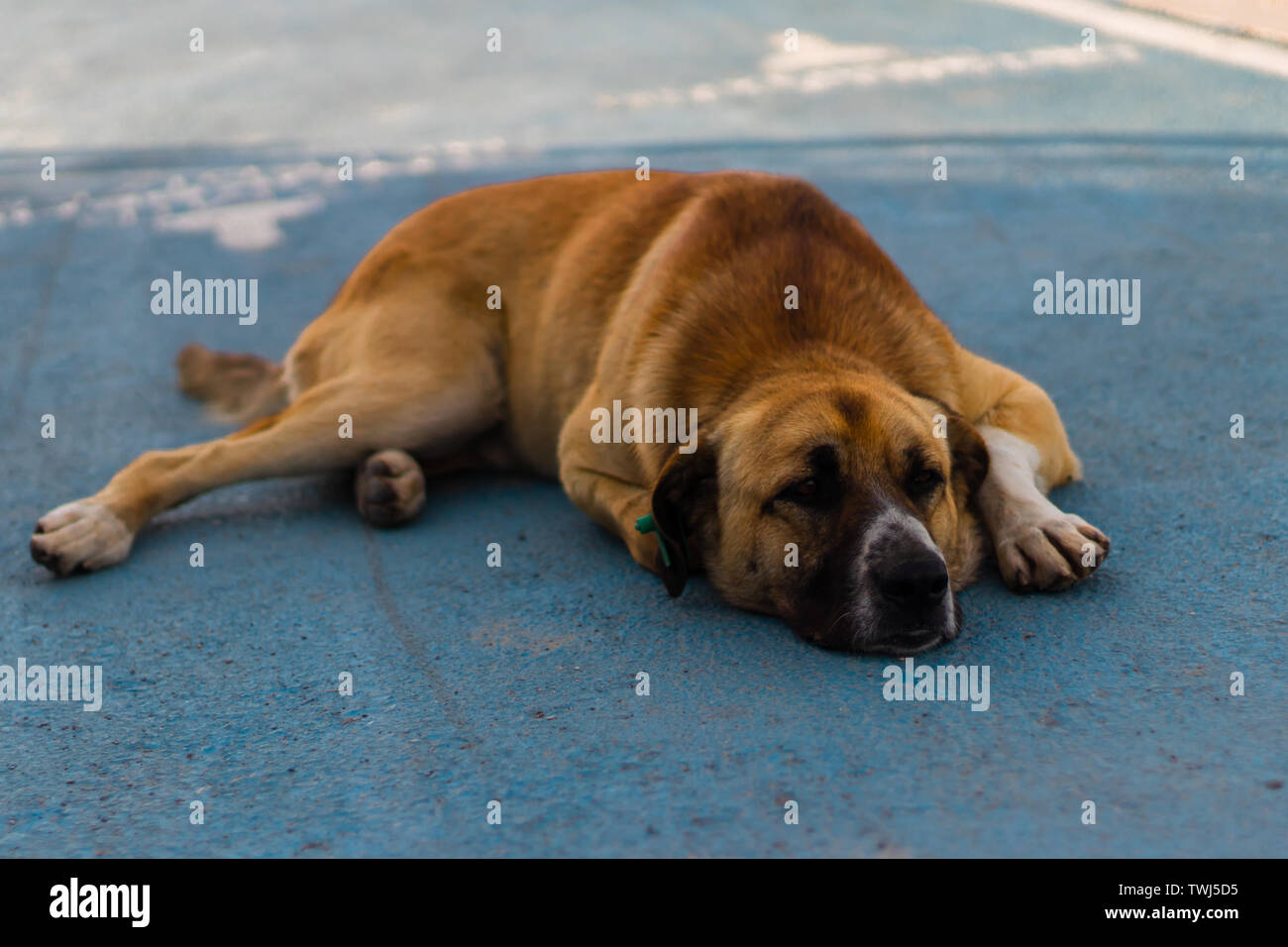 a cute and big sivas kangal dog laying on the floor. he got brown hairs. Stock Photo