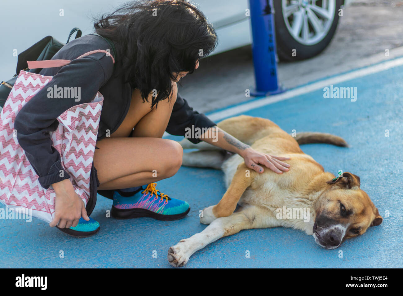 a girl stroking a brown haired sivas kangal dog. photo has taken at izmir/turkey. Stock Photo