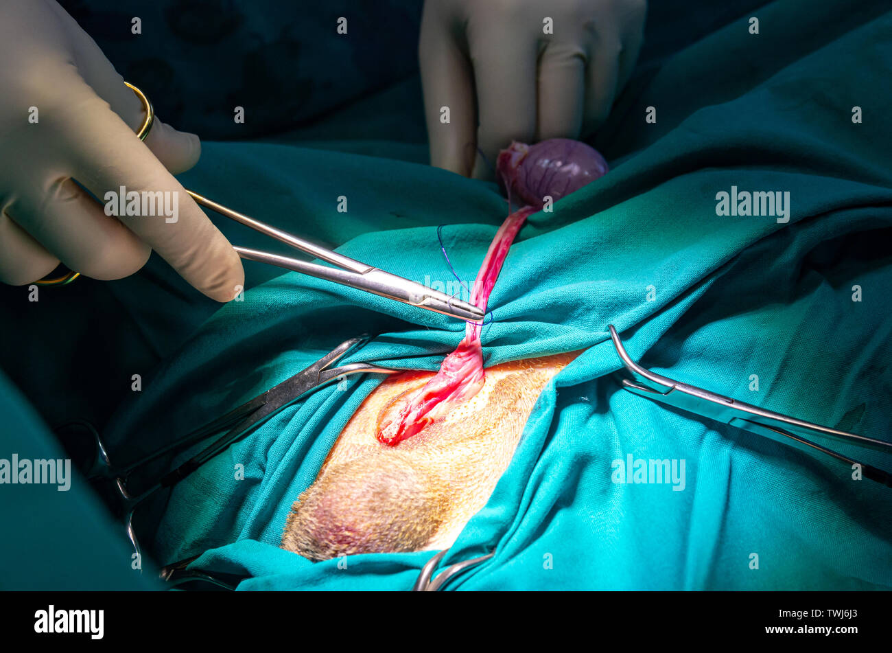 Ligation of the vas deferens and its vessels by a veterinarian Stock Photo