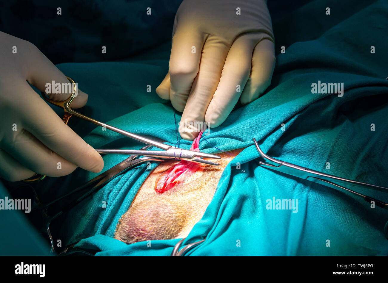 Ligation of the vas deferens and its vessels by a veterinarian Stock Photo