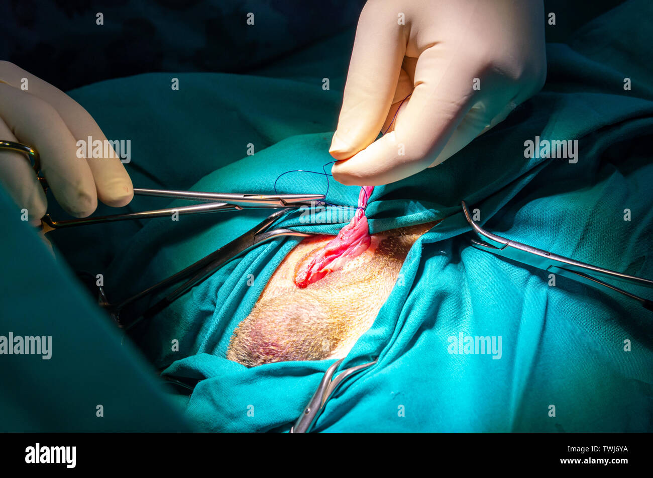 Ligation of the vas deferens and its vessels by a veterinarian Stock Photo