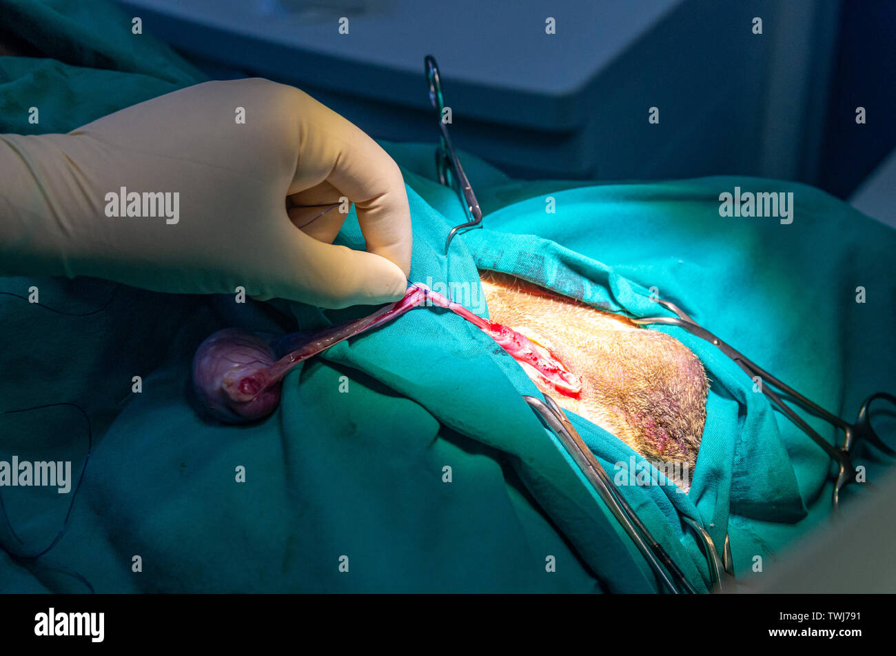 Ligation of the vas deferens and its vessels by a veterinarian Stock Photo