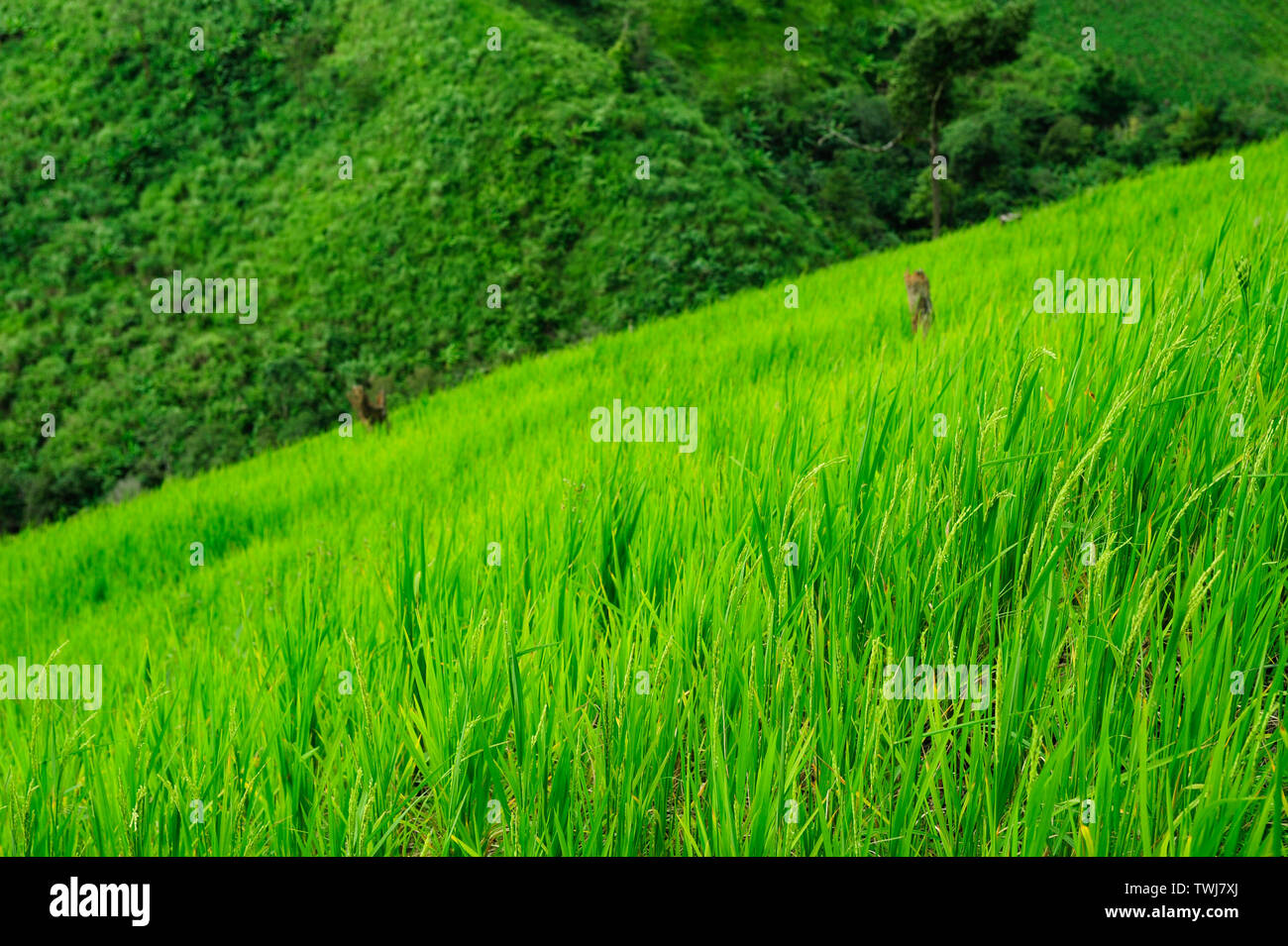 Cultivated land, western of Thailand Stock Photo