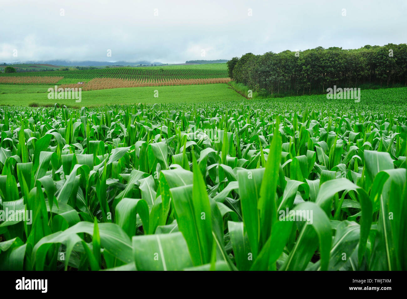 Corn Fodder