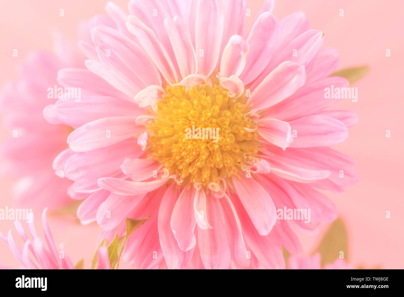Beautiful color blooming head hi-res stock photography and images - Alamy