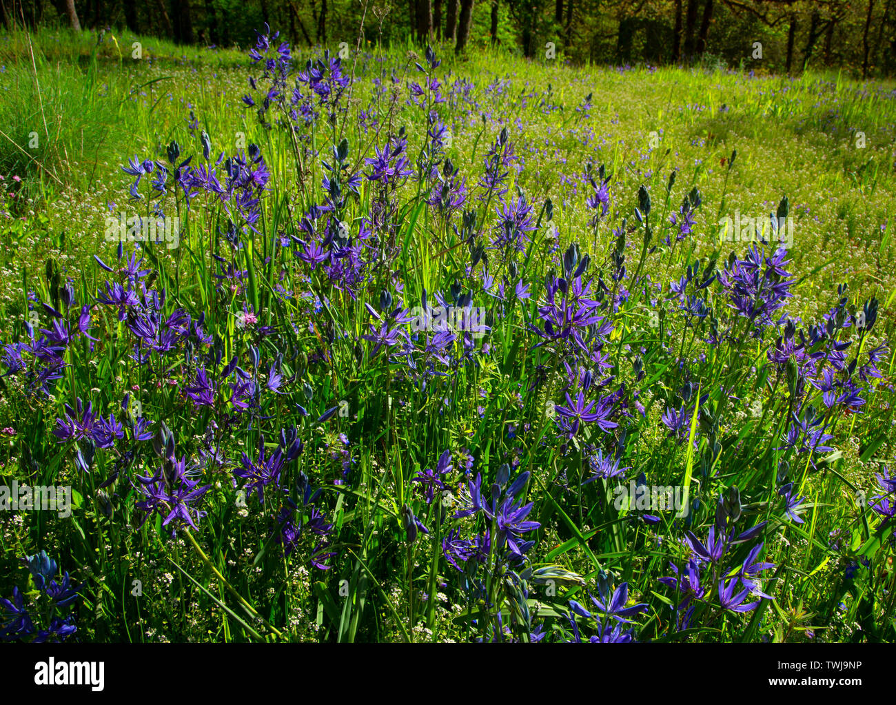 Camas (Camassia quamash), Camassia Natural Area, West Linn, Oregon Stock Photo