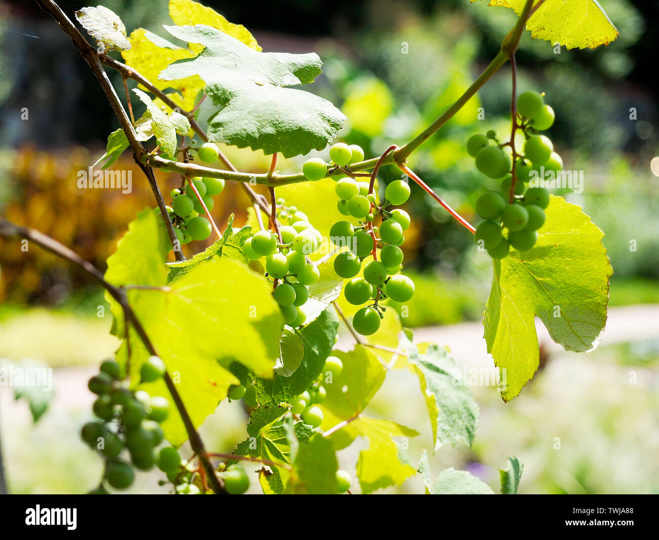 Concord Grape vine on Biltmore Estates in Asheville NC Stock Photo Alamy