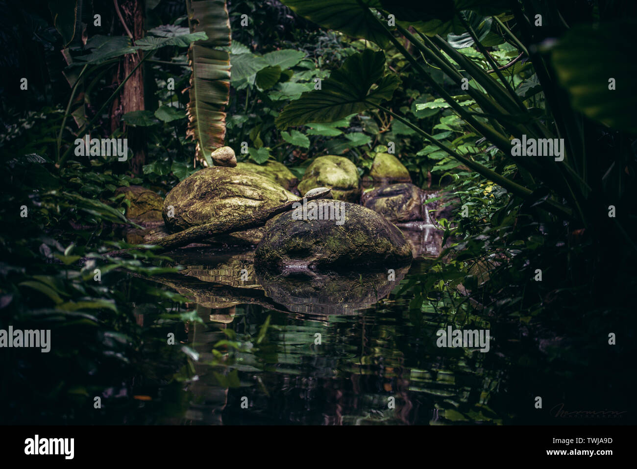 Savanna forest hi-res stock photography and images - Alamy