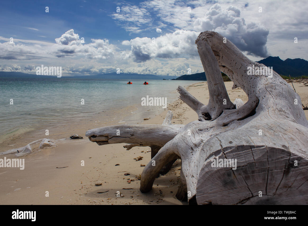 An uninhabited beach on the Flores sea, with white sand and clear sea water. There are several dried tree trunks and green grass around it Stock Photo