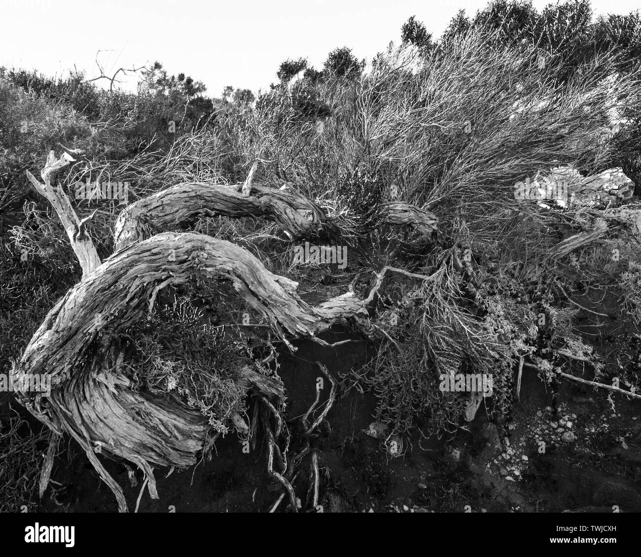 Twisted tree black and white hires stock photography and images Alamy