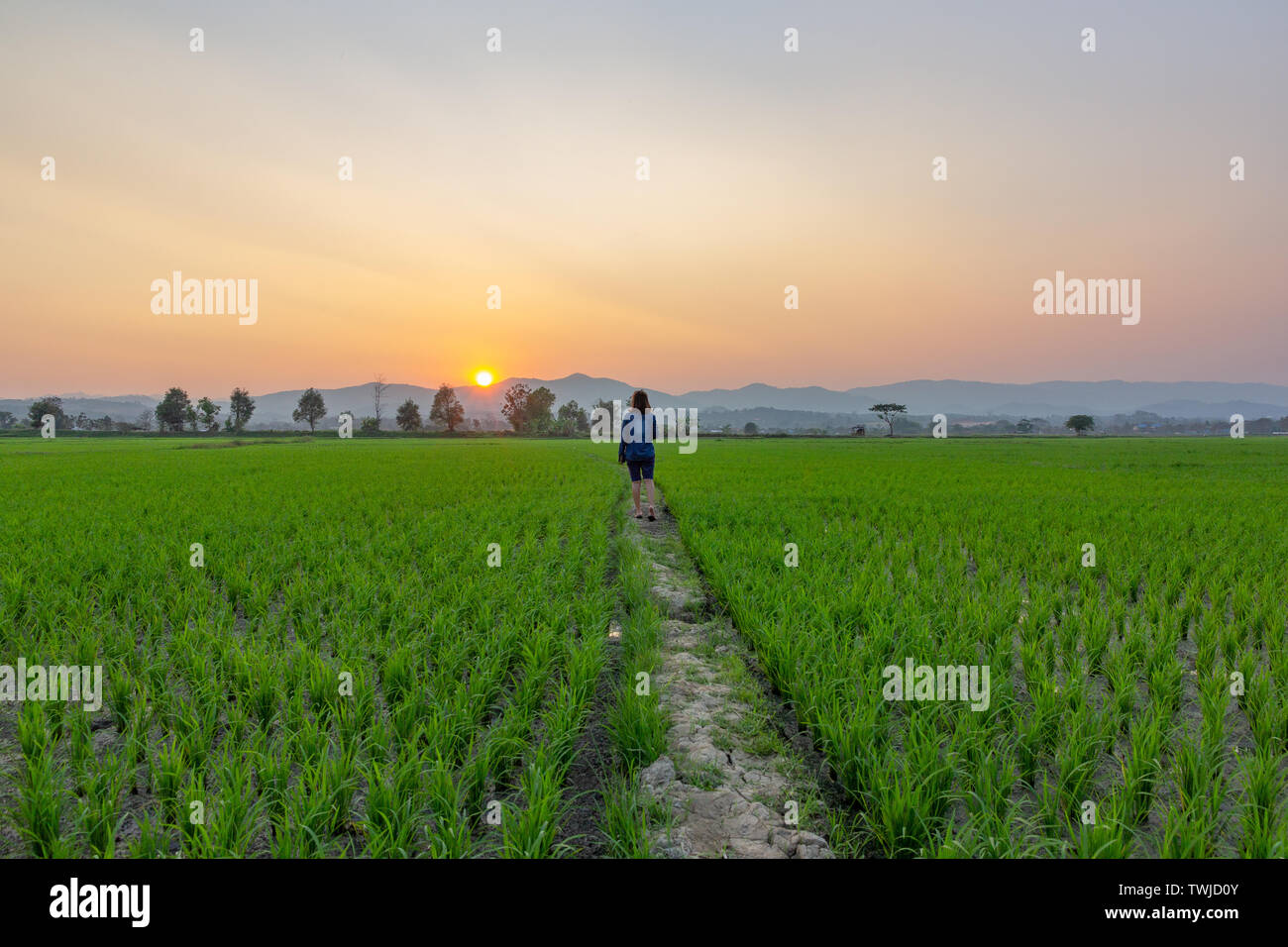 Asian woman tourist looking at green rice field over sunset shining through the mountains. Stock Photo