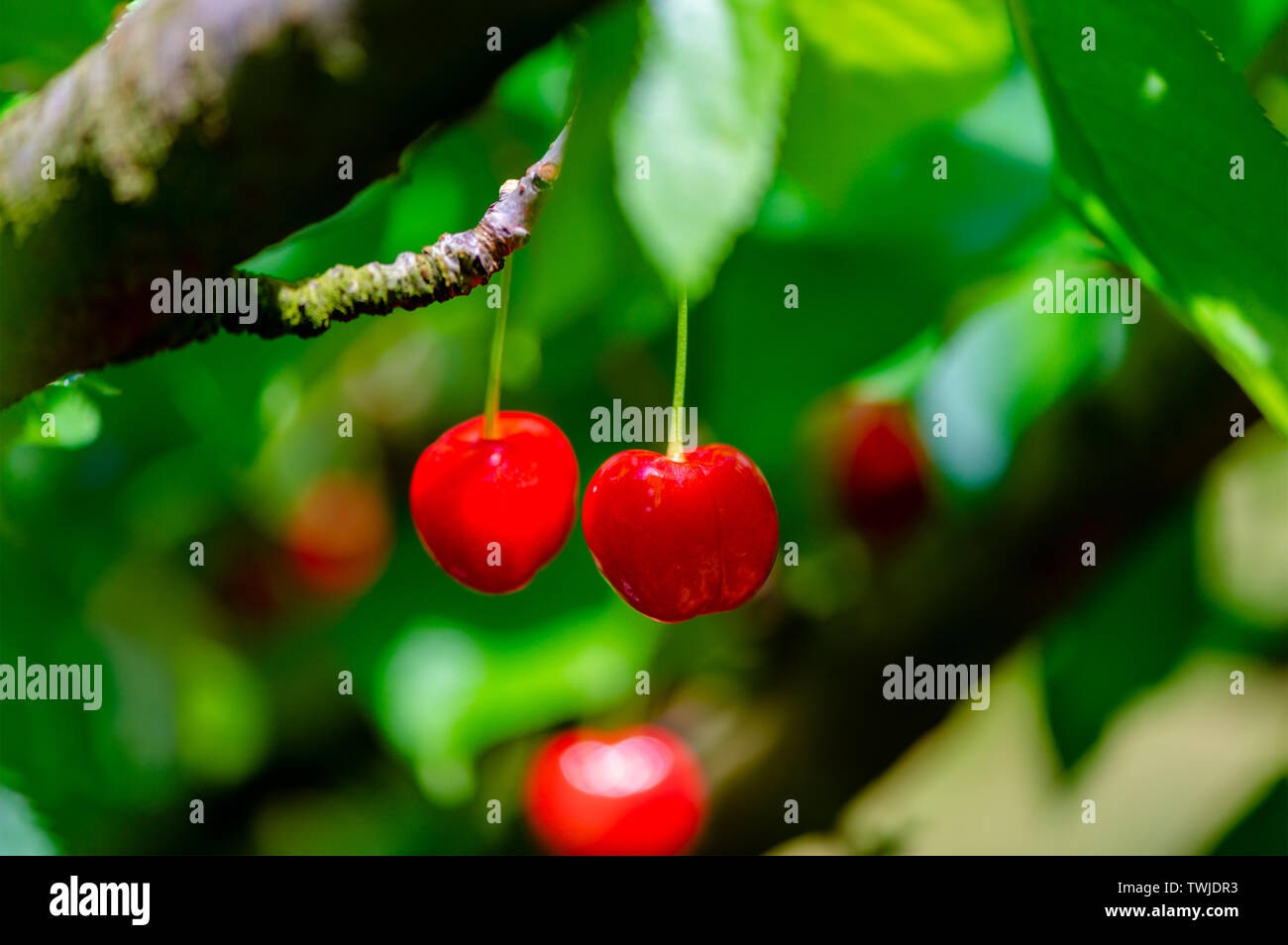 Cha Li Zi 9 Stock Photo - Alamy