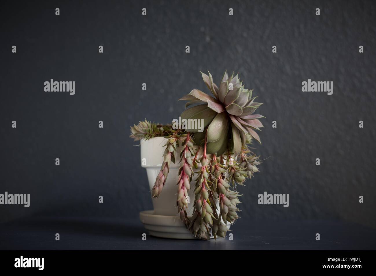 A sempervivum 'Hen and Chicks' potted plant. Stock Photo