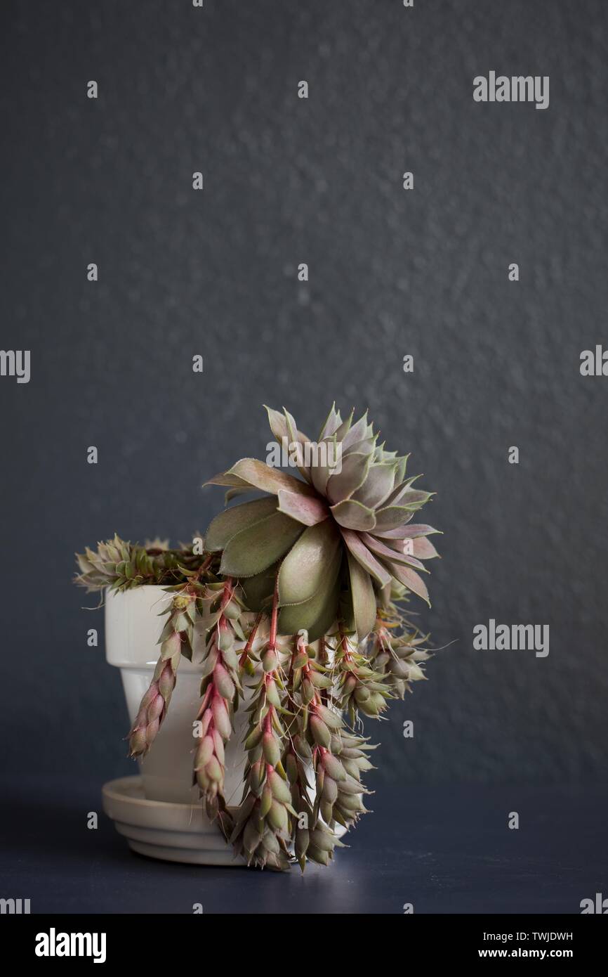 A sempervivum 'Hen and Chicks' potted plant. Stock Photo