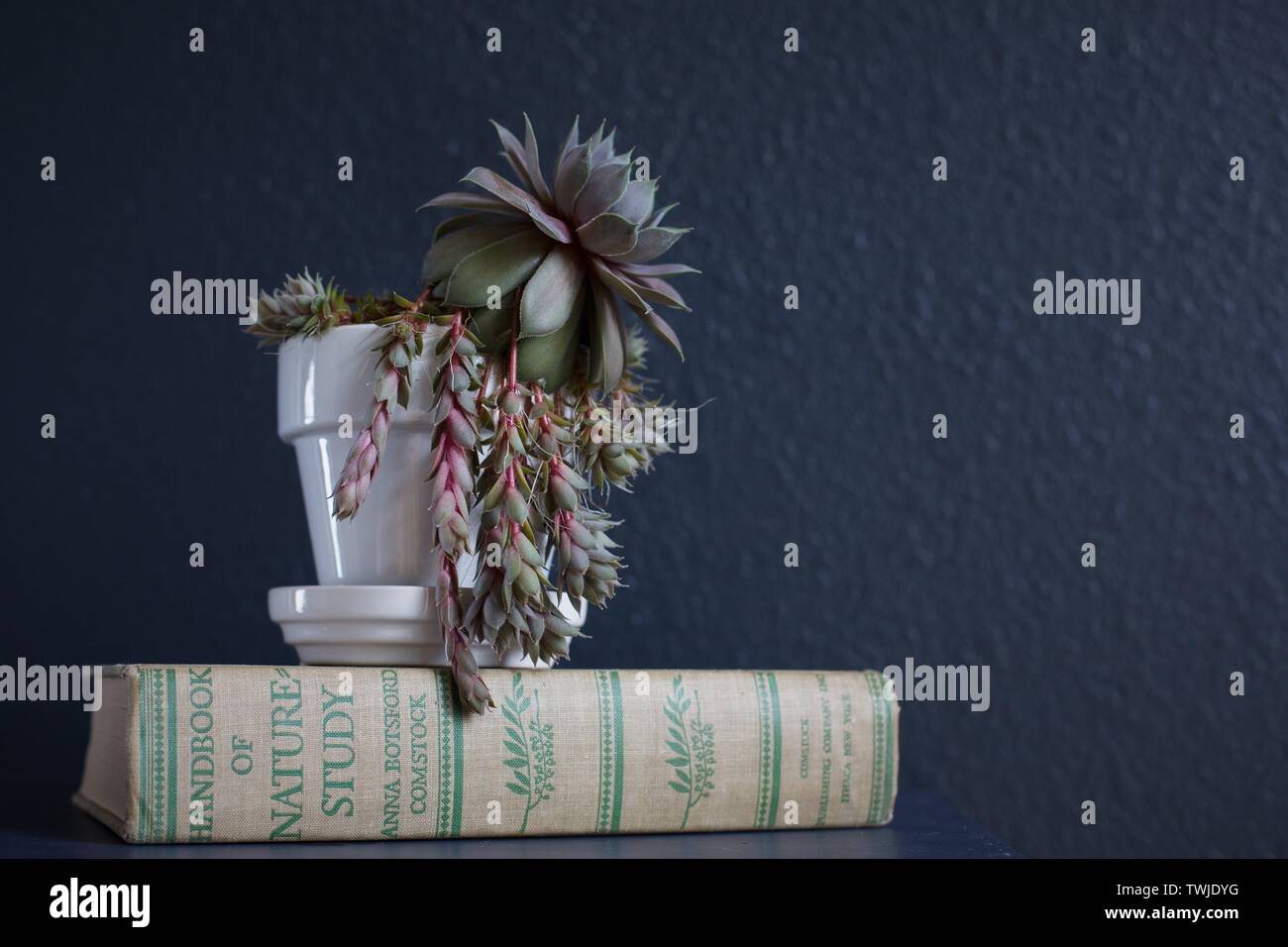 A sempervivum 'Hen and Chicks' potted plant on top of a vintage book about nature study. Stock Photo