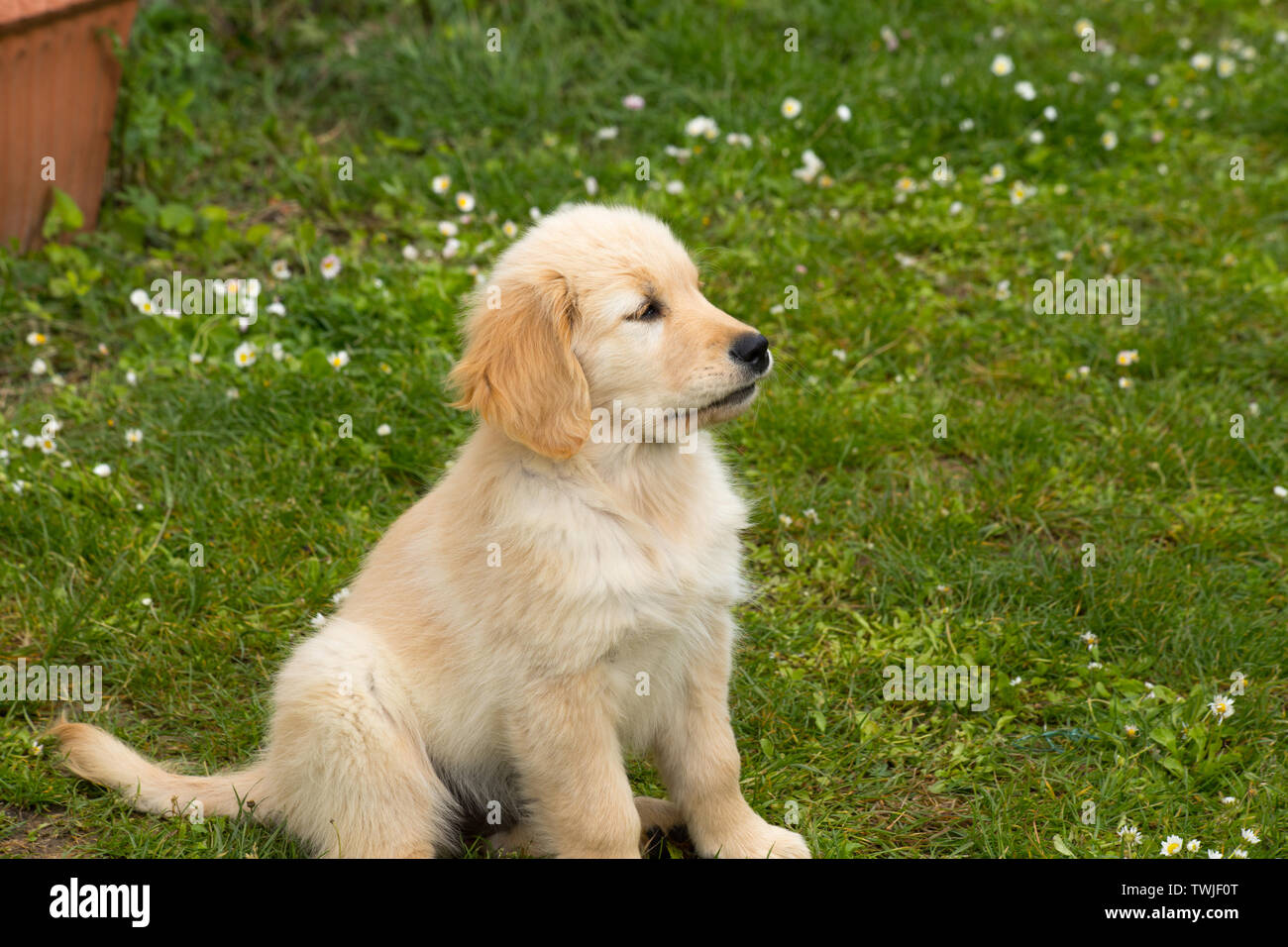Puppy Dog Of The Golden Retriever Breed A Two Month Old Golden Retriever Dog Stock Photo Alamy