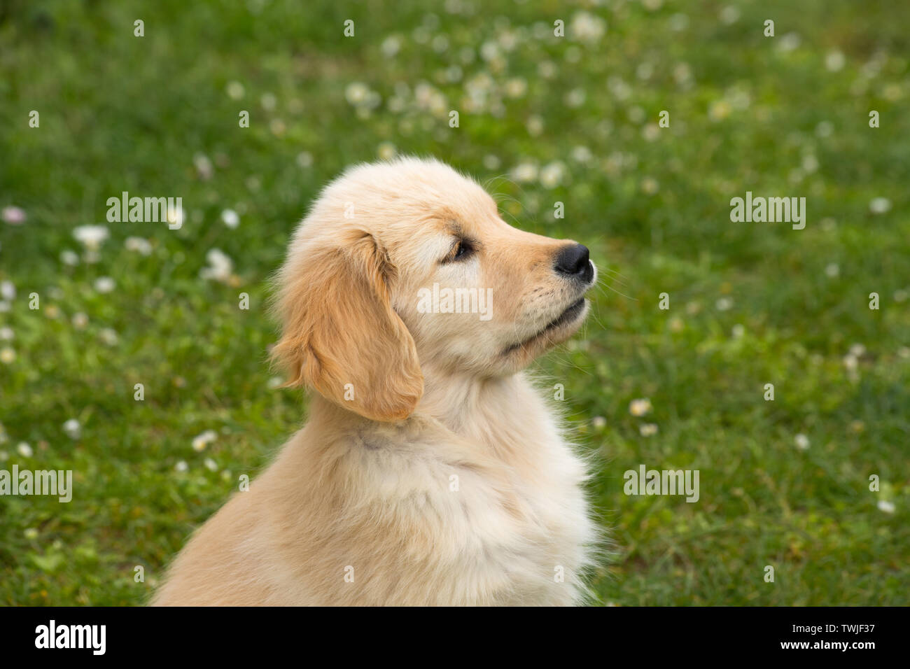 Golden Retriever Month Old Puppy High Resolution Stock Photography And Images Alamy Golden Retriever Month Old Puppy High Resolution Stock Photography And Images Alamy