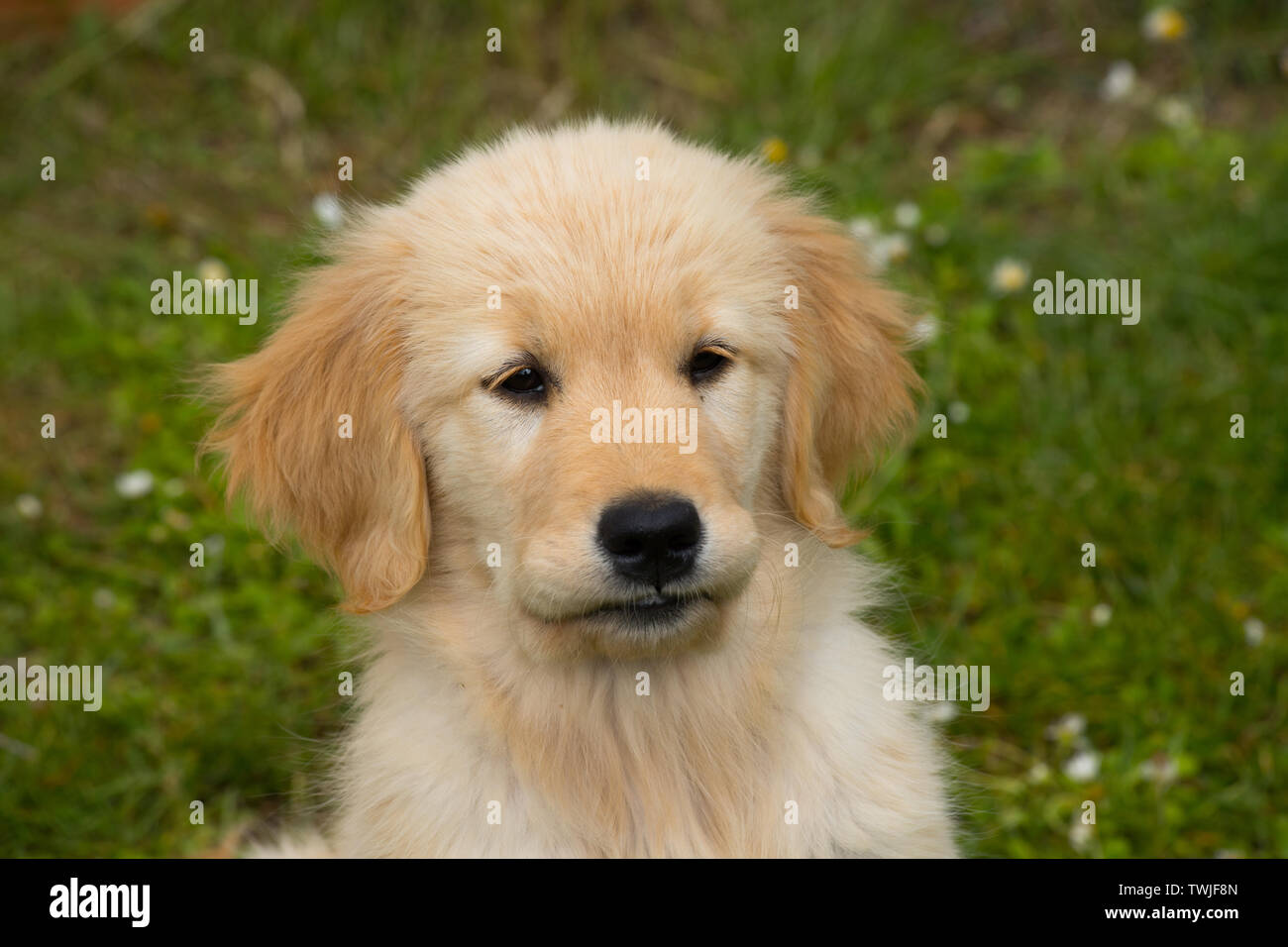 Golden Lab Puppy High Resolution Stock Photography And Images Alamy