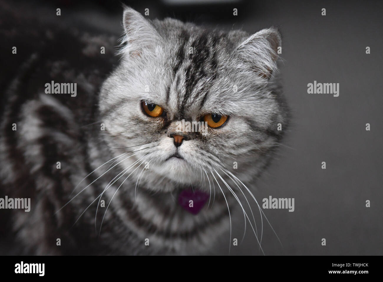 naughty looking cat, persian exotic looks grumpy Stock Photo - Alamy