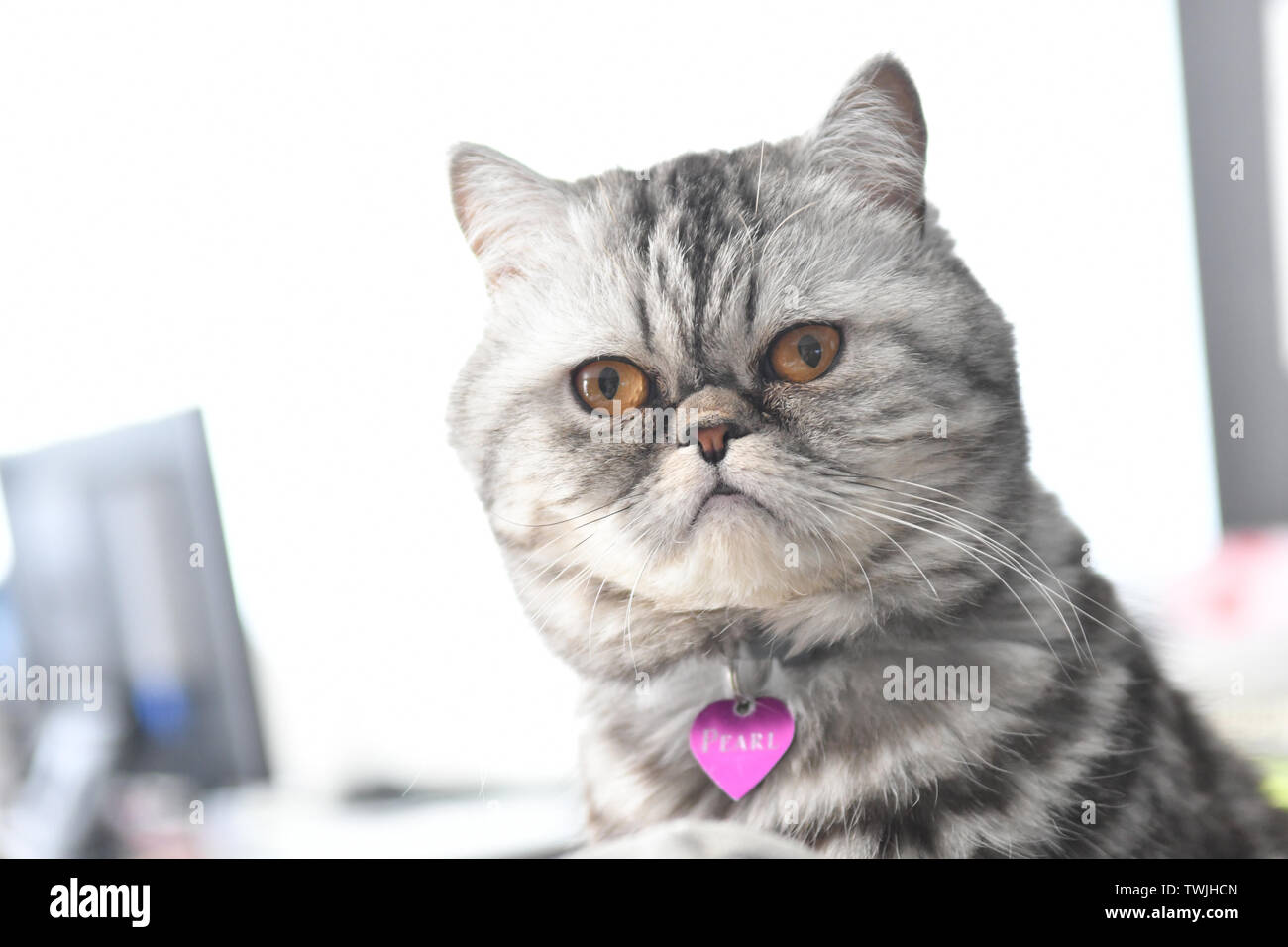 close up of a grey color persian exotic short hair cat Stock Photo - Alamy