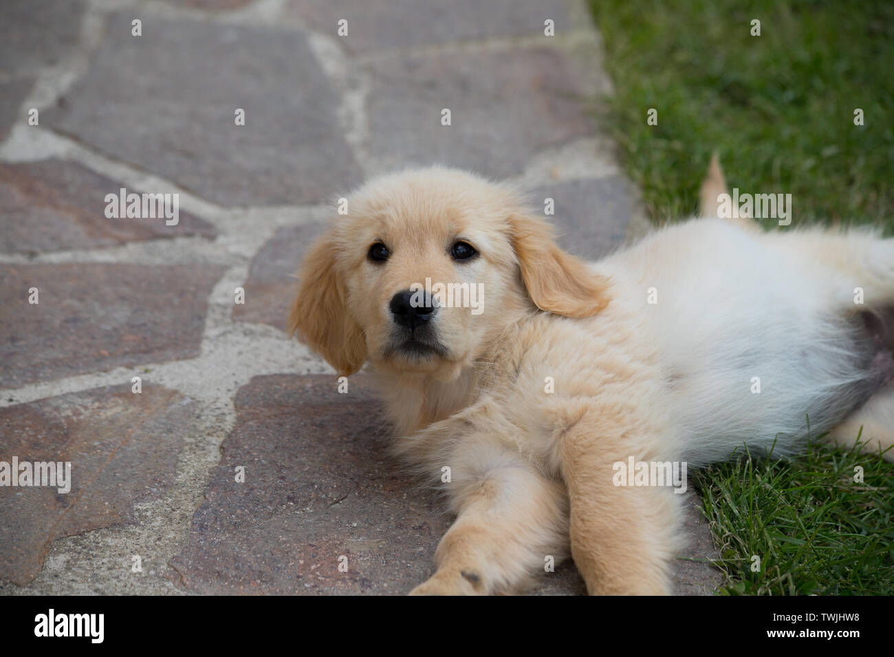 Puppy Dog Of The Golden Retriever Breed A Two Month Old Golden Retriever Dog Stock Photo Alamy