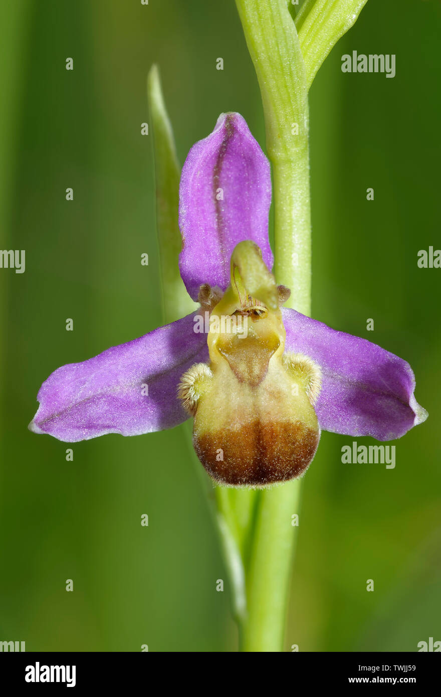 Bicolor Bee Orchid - Ophrys apifera Var. bicolor Rare colour variation ...
