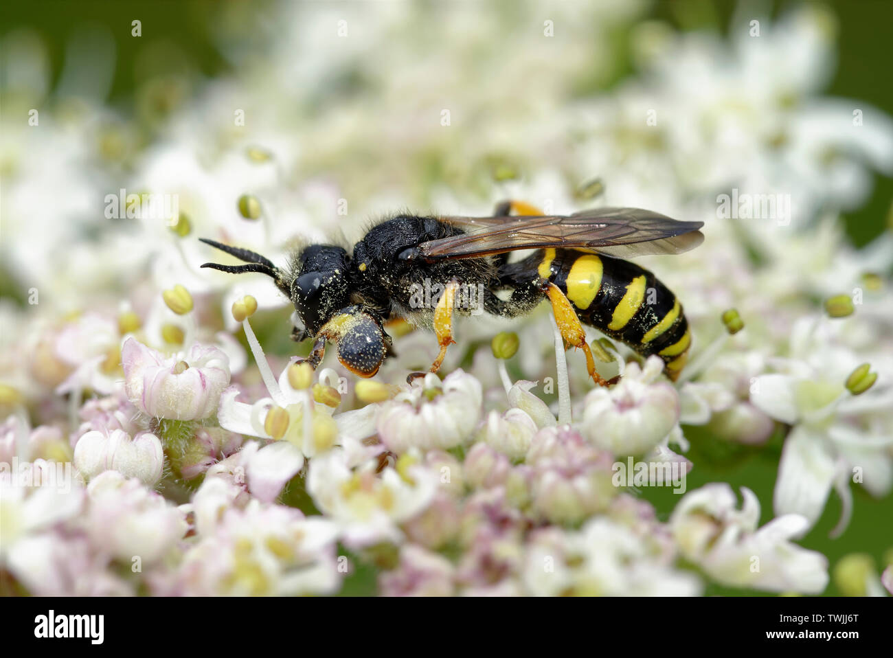Slender-bodied Digger Wasp - Crabro cribrarius  Feeding on Umbellifer flower Stock Photo