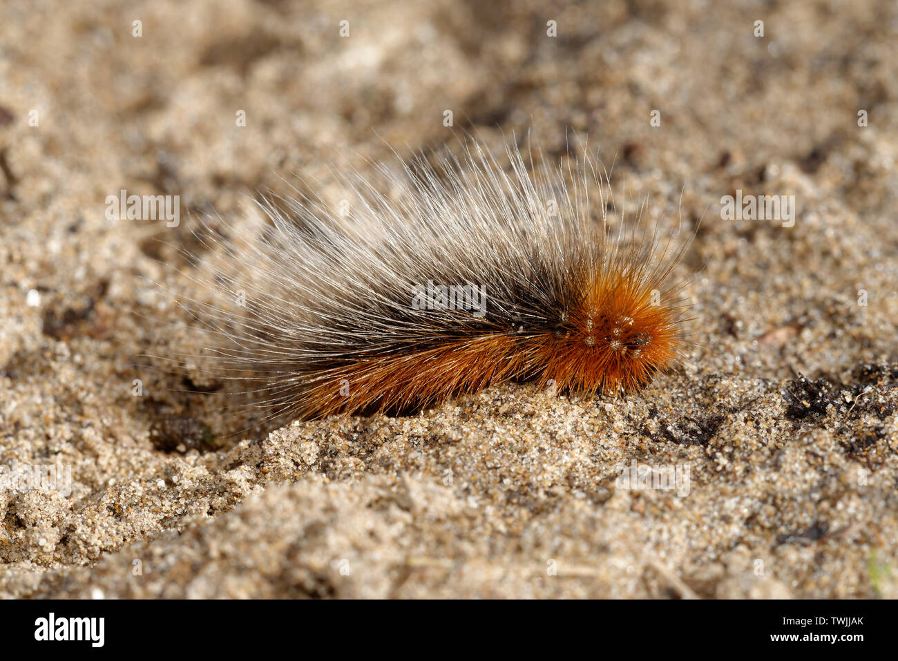 Woolly Bear Caterpillar, Garden Tiger Moth - Arctia caja  on Sand Stock Photo
