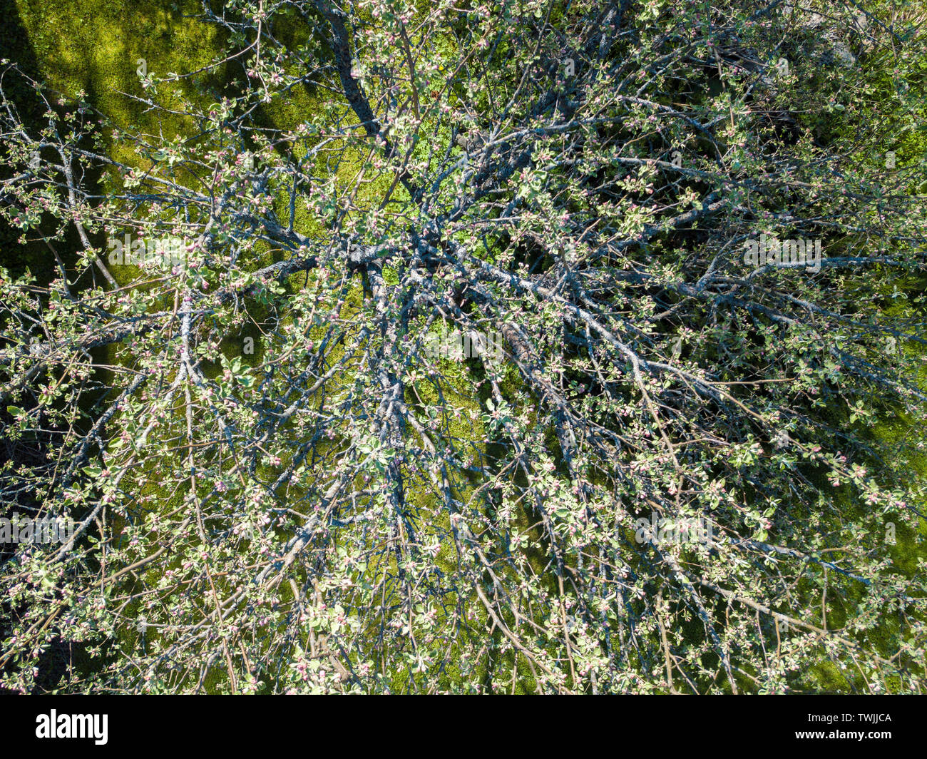 Aerial view blooming trees hi-res stock photography and images - Alamy