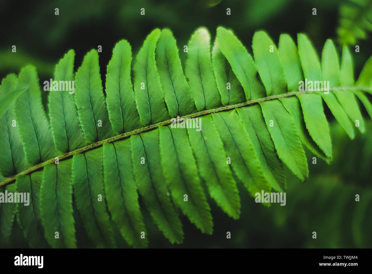 Closeup Fern species green leaf in tropical garden Stock Photo Alamy