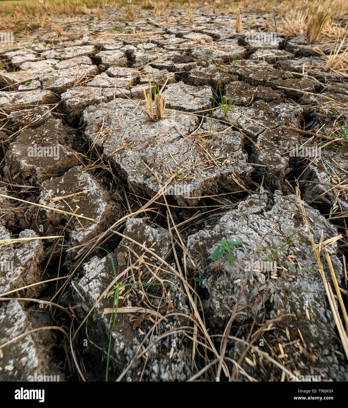 Dry cracked soil ground texture in rice field Stock Photo - Alamy